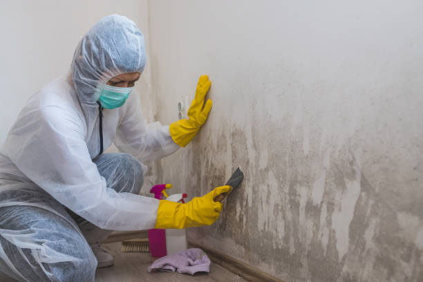 Best Bathroom Mold Remediation in Lynn, IN