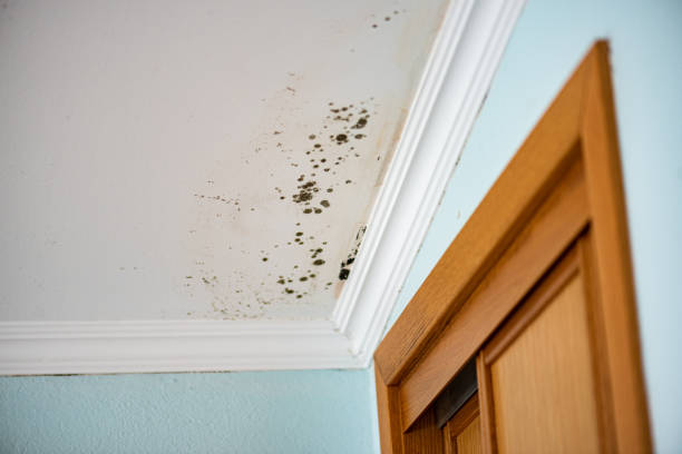 Best Post-Flood Mold Remediation in Lynn, IN