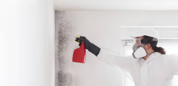 Best White Mold Remediation in Lynn, IN