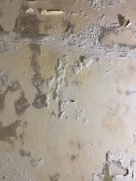 Best Basement Mold Remediation in Lynn, IN