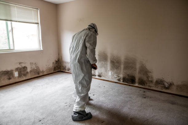 Best Black Mold Remediation in Lynn, IN